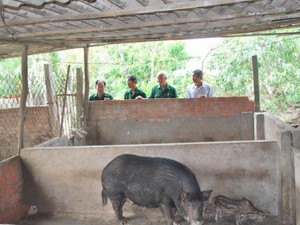 Cà Mau: Nuôi loài heo rậm lông, to sụ, lái chỉ chờ lớn là bắt đi