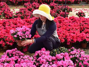 Hoa đỗ quyên Bỉ cánh kép, nhiều màu nhất thế giới đổ bộ Đà Lạt