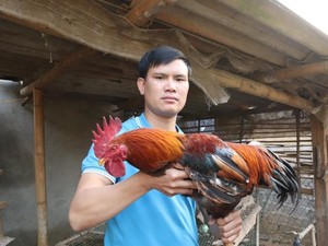 Sơn La: Nông dân nuôi gà lai chọi bán Tết, nhẹ nhàng mà lãi cao