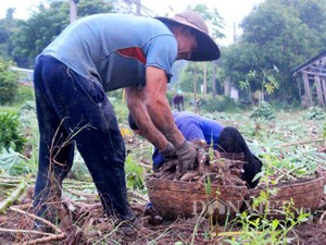 Xuất khẩu sắn mất top tỷ đô, nhà máy &quot;đói&quot; nguyên liệu