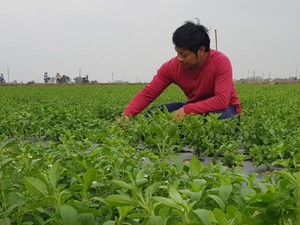Nam Định: Chàng cựu quay phim hài bỏ túi tiền tỷ/năm nhờ cỏ ngọt