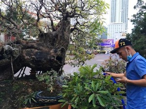 Nha Trang: Cây lộc vừng "cổ quái" 100 năm tuổi, giá hàng trăm triệu