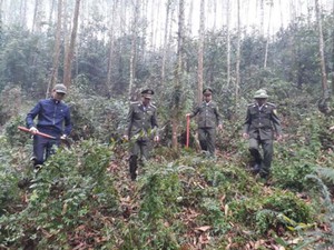 Thái Nguyên: Nâng cao hiệu quả công tác quản lý bảo vệ rừng