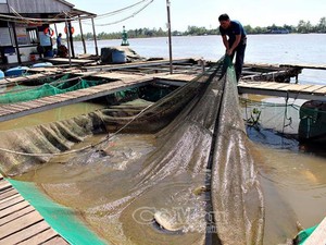 Nuôi 700 tấn cá thác lác, có cả cá hải tượng khổng lồ trên sông Hậu