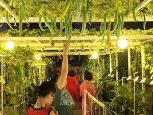 Khánh Hòa: Vườn bầu hồ lô, bí đỏ, cà tím trong phố hút người xem