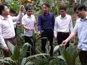 Bán lá loài cây thuốc quý giá 300 ngàn/kg, dân xứ Tuyên ăn Tết to