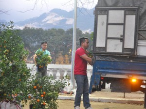 Yên Bái: Đêm 30 Tết, tiểu thương ngậm ngùi chở quất cảnh về vườn