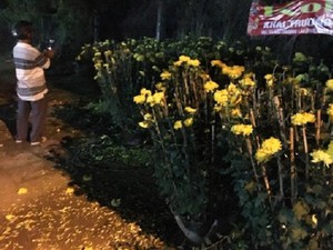 Khánh Hòa: Trước giờ giao thừa, đập bể chậu, phá hoa tan nát