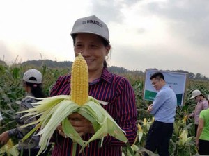 Bắc Giang: Giống ngô ngọt lai F1 Min 5 bắp to, chống sâu bệnh tốt