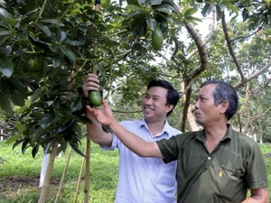 Làm giàu ở nông thôn: Trồng thứ bơ trái vụ bán qua Tết, có tiền tỷ