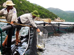 Khánh Hòa: Trang trại cá chim tươi rói khổng lồ trên vịnh Vân Phong