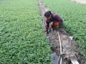 Cà Mau: Khá giả nhờ loài rau cần gừng, hái đâu bán hết đó