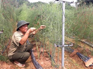 Mang thứ rau lạ về trồng ở quê, ai ngờ bán đắt, lãi 15 triệu/tháng