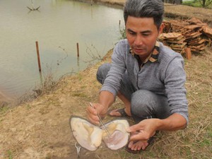 Đắk Lắk: "Bắt" trai bùn "nhả" ngọc trong ao đất, bán 1,5 triệu/viên