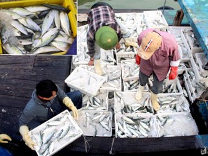 Buông lưới trúng mẻ cá bạc má hơn 10 tấn, ngư dân thu gần nửa tỷ