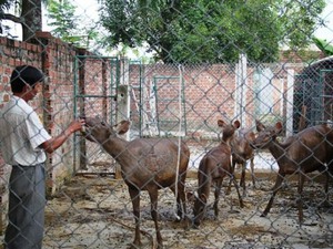 Nuôi hươu, nai thả đi như trong rừng, lão nông có cơ ngơi tiền tỷ