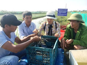 Quảng Bình: Nuôi thứ tôm càng to bự ở ruộng lúa, bán 230 ngàn/kg