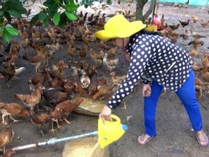 TP.HCM: Để xảy ra cúm H5N1, chủ tịch huyện sẽ phải chịu trách nhiệm