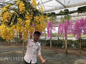 Giàn phong lan giả hạc thanh củi &quot;khủng&quot; của 9X Lâm Đồng