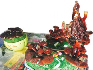 Kiểng lạ An Giang: Nấm linh chi bonsai, giá nửa triệu đồng/chậu