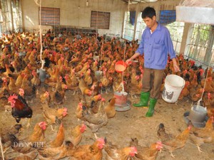 Độc lạ: Gà ăn thảo dược vừa phòng cúm A/H5N1, vừa bán được giá cao