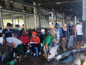 Khánh Hòa:  Trúng cá ngừ đại dương, toàn con to, bán 110 ngàn/ký