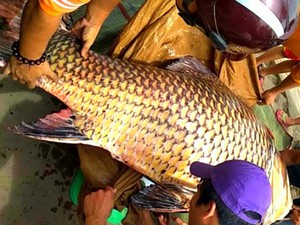 Hai tỷ phú ở An Giang là nông dân, người này trồng lúa Nhật, kẻ trồng cây "tỷ đô", lãi tiền tỷ/năm - Ảnh 7.