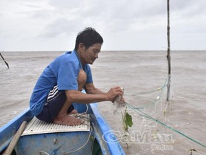 Cà Mau: Chênh vênh cửa biển với nghề đăng bắt loài cá đối ngon