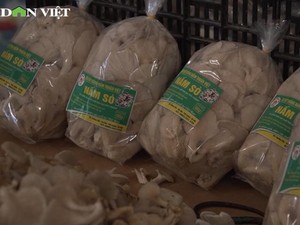 Tận dụng phế phẩm làng nghề, nông dân Phú Xuyên bỏ túi hàng trăm triệu mỗi năm