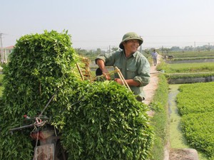 Làng trồng rau cần bán đắt, nhổ 10 tấn có người cất ngay bờ ruộng