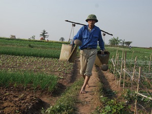 Sẽ tạo cơ hội cho tích tụ ruộng đất