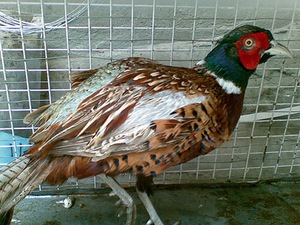 Chim trĩ cũng bị virus H5N1 “tấn công”