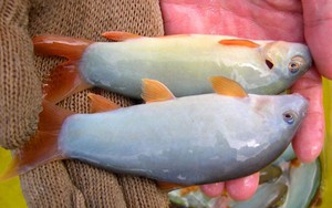 KÌ LẠ: Cá heo nhỏ bằng... 3 ngón tay ở sông Hậu, sông Tiền
