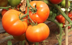 Lạc vào vườn cà chua khổng lồ, mỗi trái nặng 1kg, ở Lâm Đồng