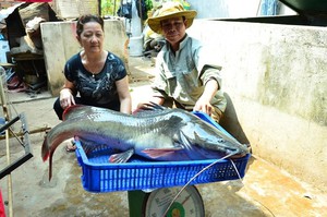 Bắt được cá lăng dài 1 m trên sông Sêrêpốk