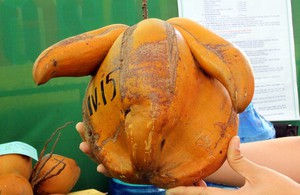 Dừa “mọc sừng” siêu độc tại lễ hội dừa Bến Tre