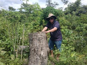 Nhân viên bảo vệ rừng thuê… lâm tặc phá rừng