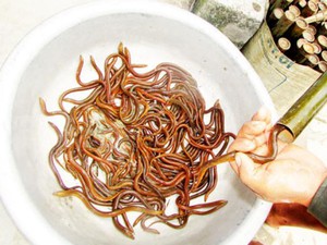 Kỹ năng bắt lươn bằng trúm độc đáo ở Nghệ An
