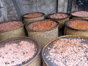 Tận thấy quá trình sản xuất tôm nõn ở Diễn Châu
