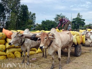 Bắt nguyên Trưởng phòng Cảnh sát giao thông Công an tỉnh Trà Vinh- Ảnh 2.