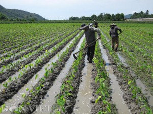 Dân Lâm Đồng giữa đêm lọ mọ rọi đèn pin lia khắp vườn cà phê để canh cà phê, "đe" trộm cắp - Ảnh 11.