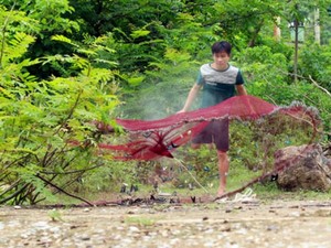 Độc lạ: Quăng chài bắt bướm ở miền Tây Nghệ An