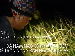 Clip: Tránh nắng nóng, nông dân gặt lúa lúc 3h sáng