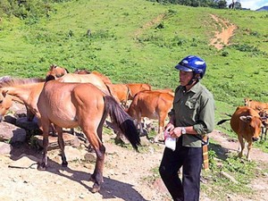 Triệu phú nuôi ngựa, bò ở bản Mông