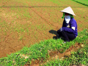 Thiếu nước tưới sản xuất: Ruộng bỏ hoang, nhà nông lo đứt bữa