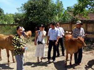 Quảng Nam: Trao bò giống cho nông dân nghèo
