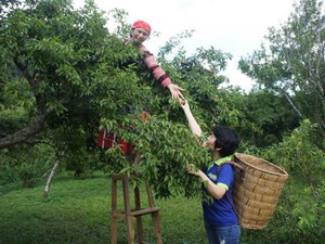 Làng homestay trên đất mận Bắc Hà