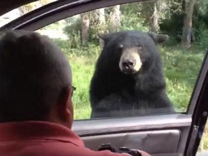 Gấu đen táo tợn tự tay mở cửa ô tô khiến du khách phát hoảng
