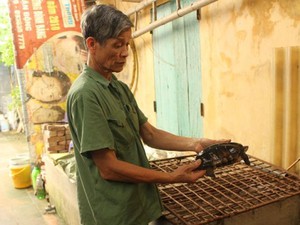 Nuôi con tiền tỷ: Ngạc nhiên với đàn rùa Câm của lão nông Bắc Ninh