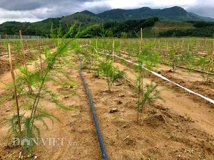 "Vác" 1 tỷ đồng lên núi trồng măng tây sạch khủng nhất Quảng Ngãi